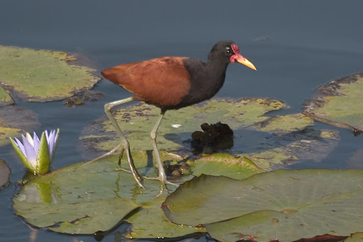 wattled jacana diet