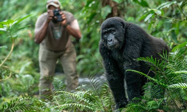 How Many Days Do I Need for a Uganda Safari