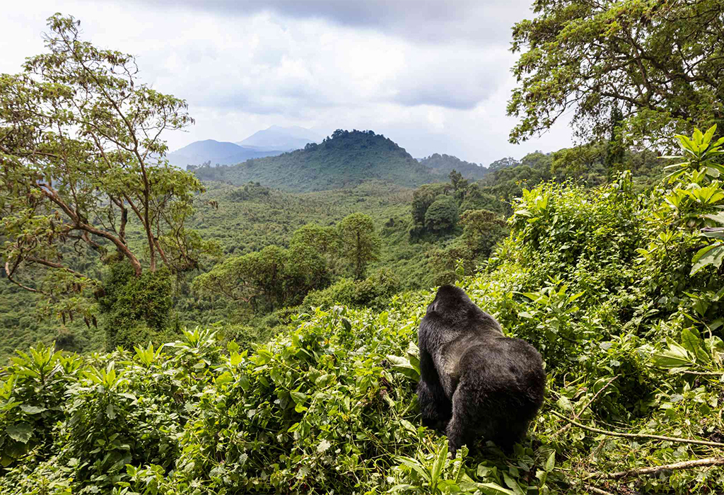 Best time for gorilla trekking