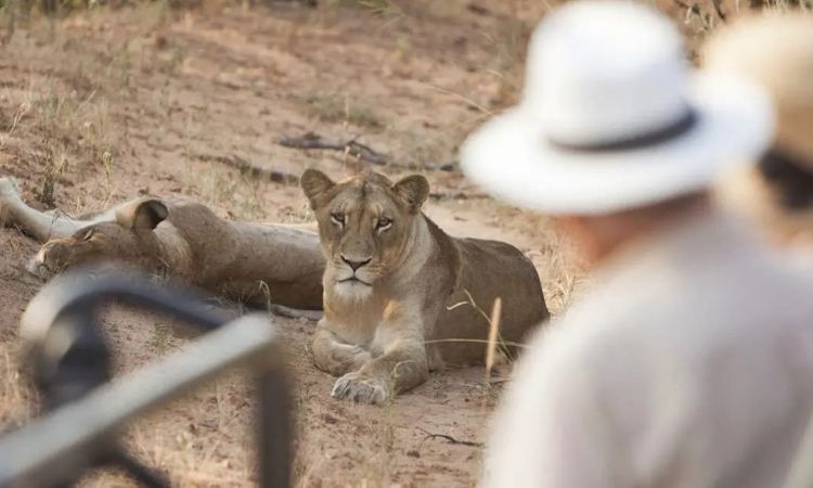 Can elderly travelers do a Uganda safari