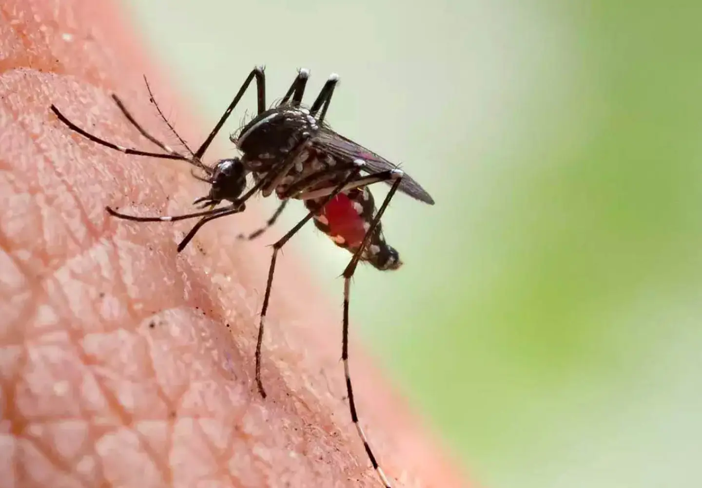 Malaria in Uganda