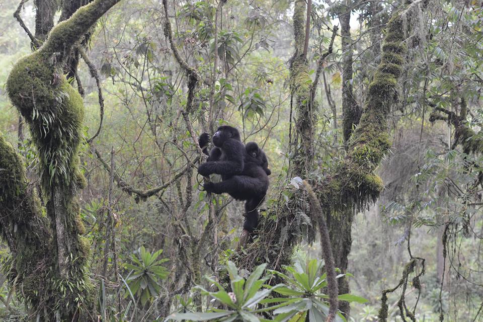 Rwanda Gorilla Safari Itineraries