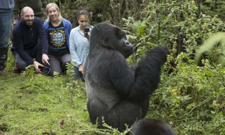 Rwanda Gorilla Safaris