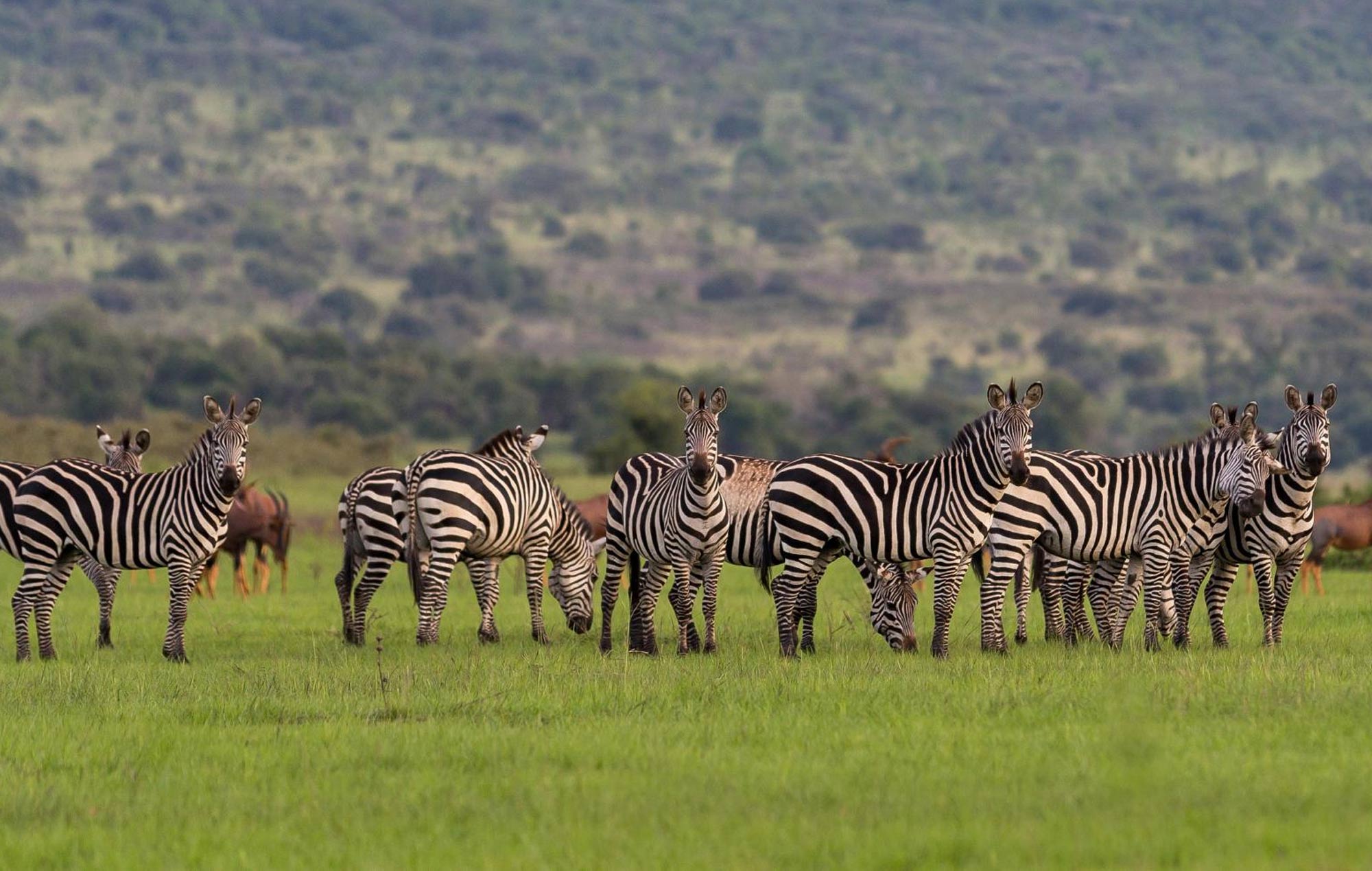 Akagera National Park Safari Guide