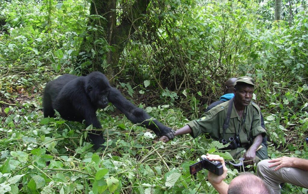 What Happens During Gorilla Trekking