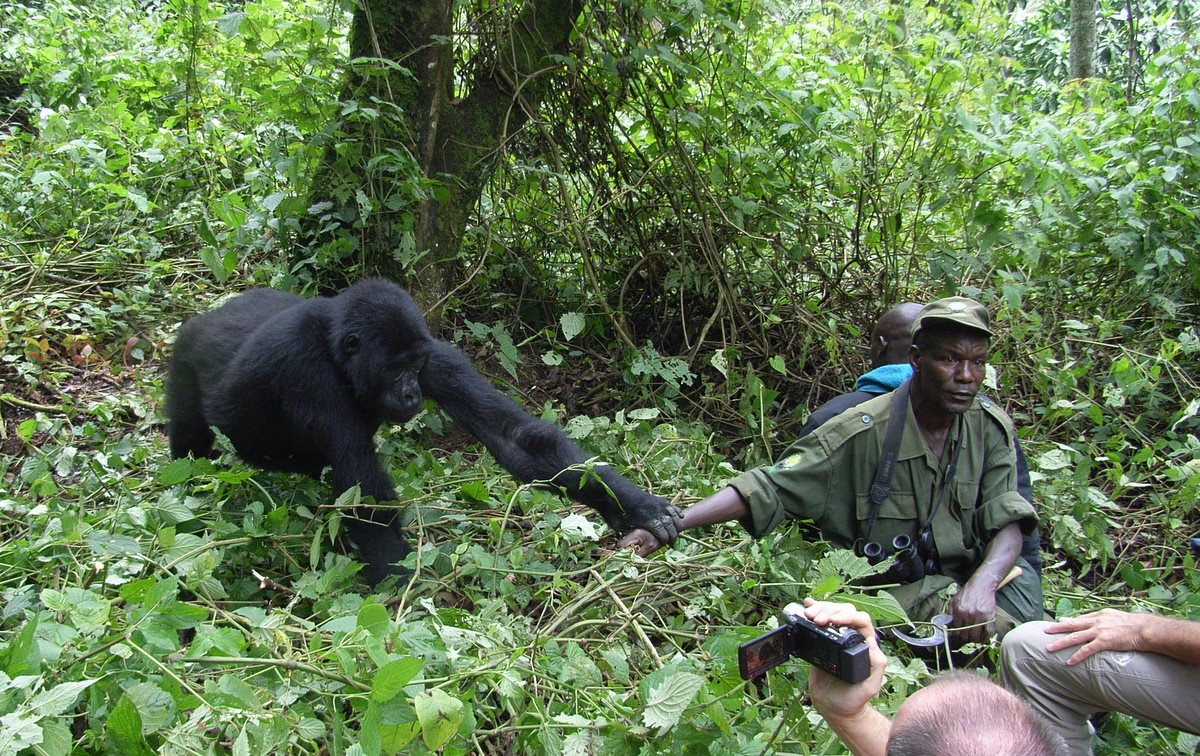 What Happens During Gorilla Trekking