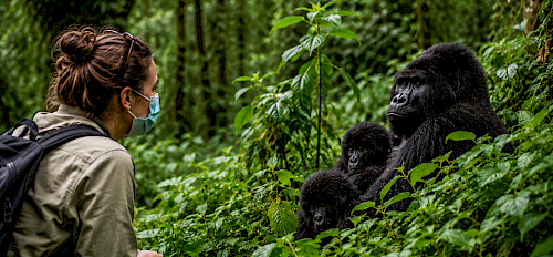 Uganda Luxury Safari Cost