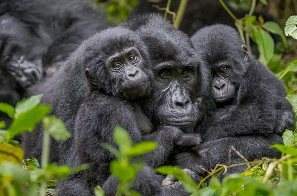 Bwindi Gorilla Trekking Sectors
